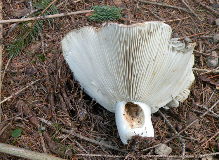 Russula delica?